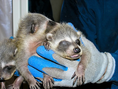 hands holding three baby raccons